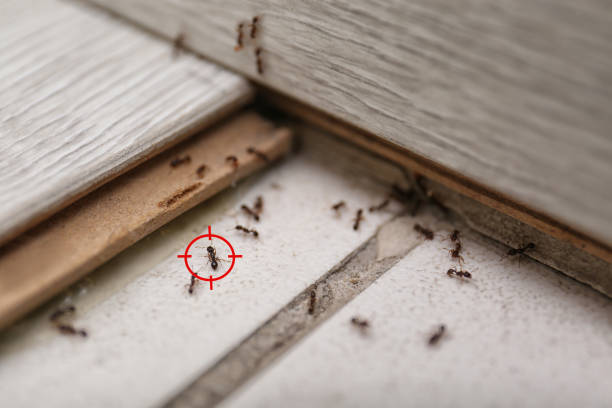 Best Spider Control Near Me  in Clearwater, KS
