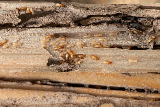 Best Affordable Pest Control Services  in Clearwater, KS